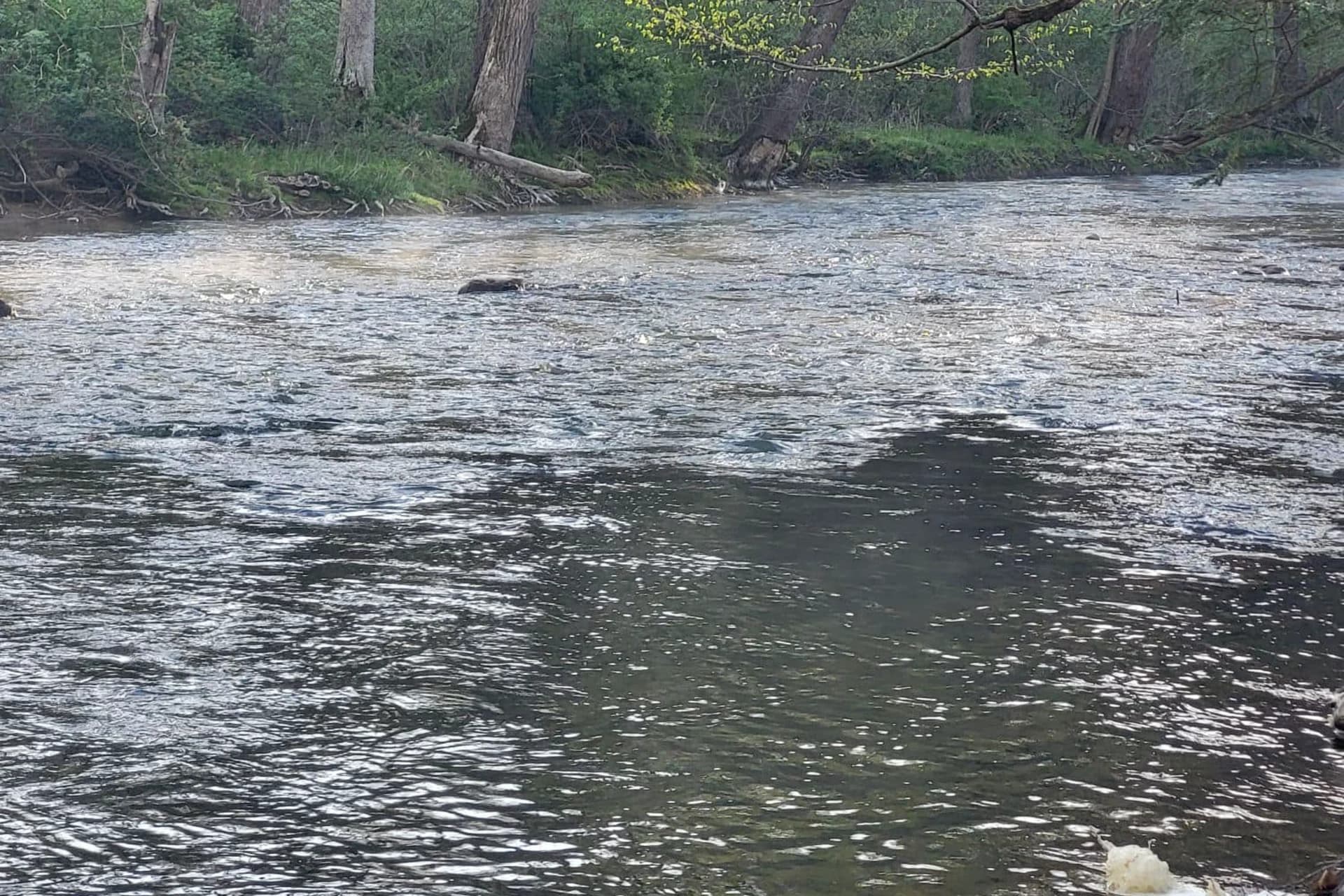 Falling Spring Branch Creek