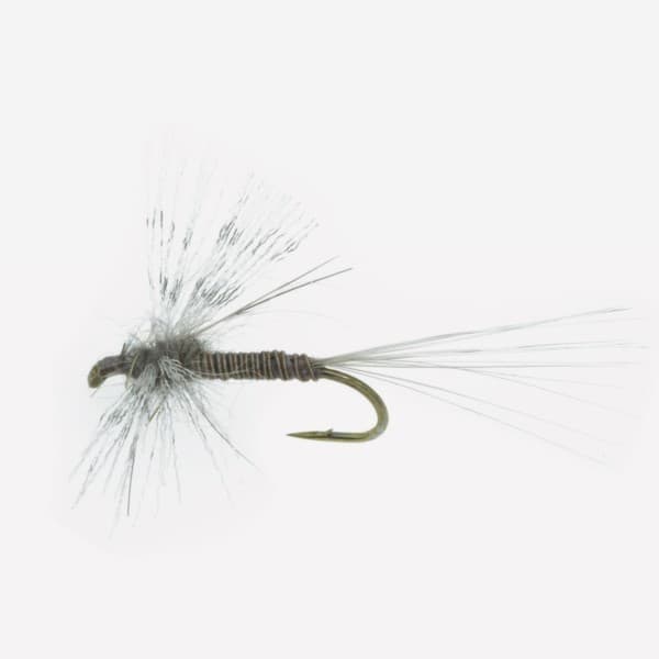 Callibaetis Spinner image