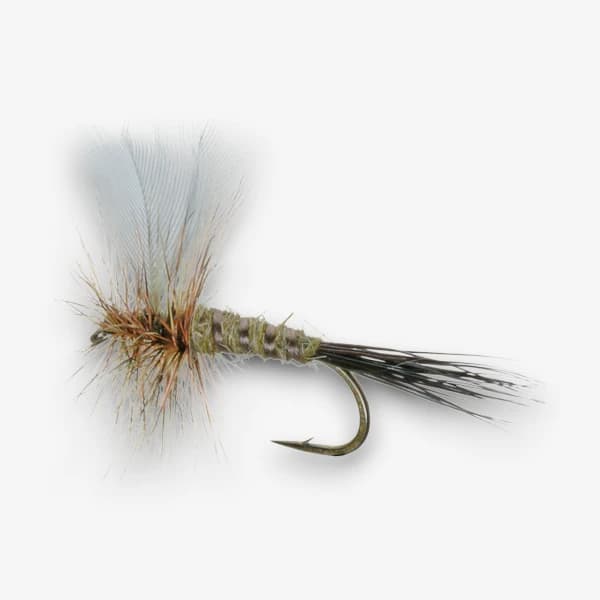 Colorado Green Drake