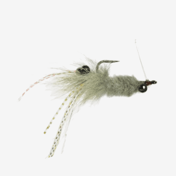 Coyote Shrimp image
