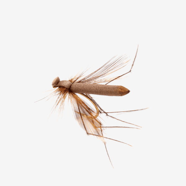 Adult Crane fly Dry