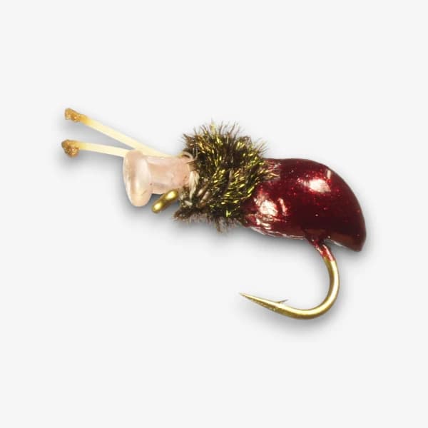 Alberto's Snail image