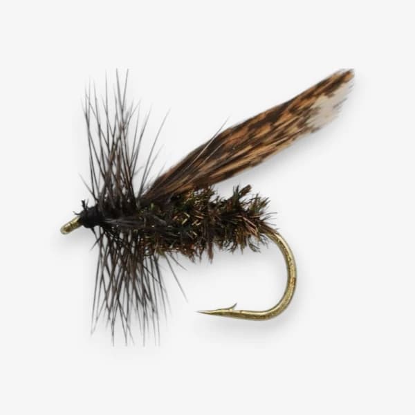 Alder fly Dry image