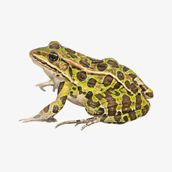 Amphibians image