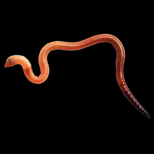 Annelid  image