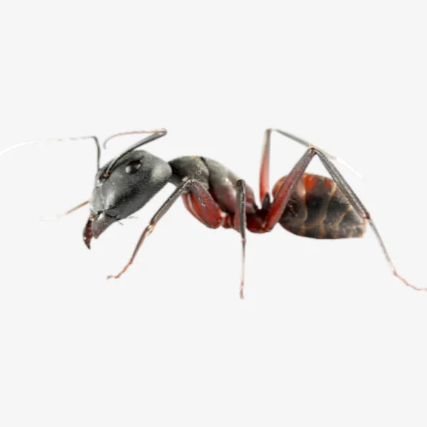 Ants image