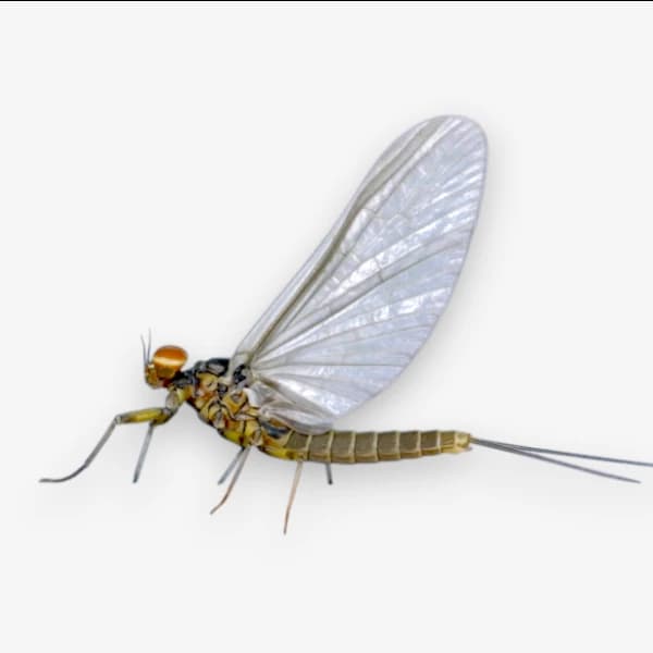 Blue Wing Olive (BWO) image