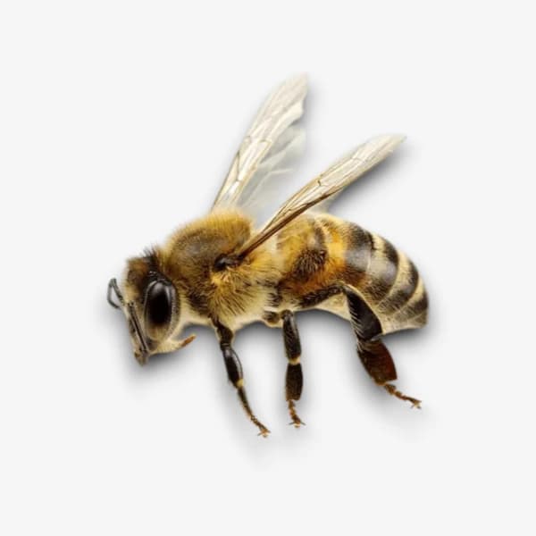 Bee - Wasps image