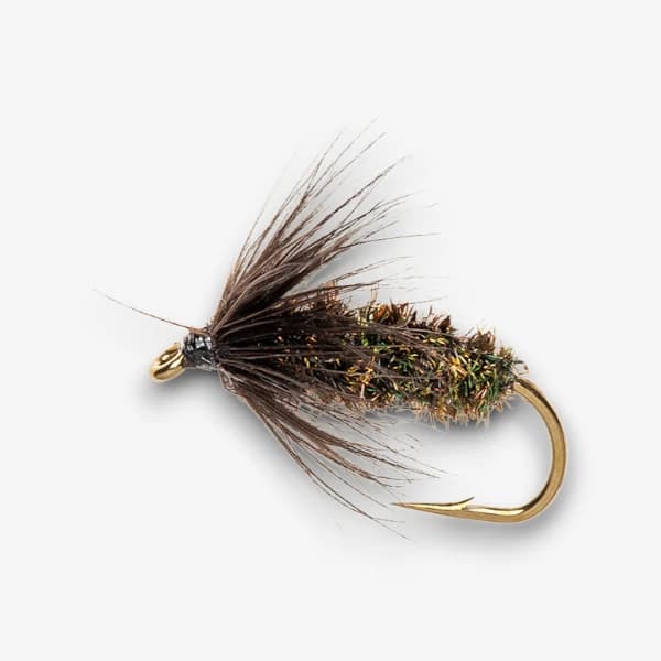 Black & Peacock Snail