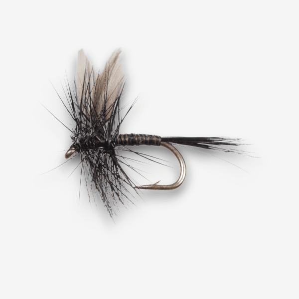 Black Quill Dun fly pattern - Black Quill dry image