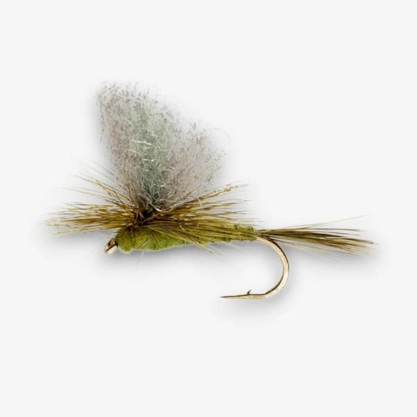 Burkus' Green Drake Dun fly pattern - Green Drake dry image