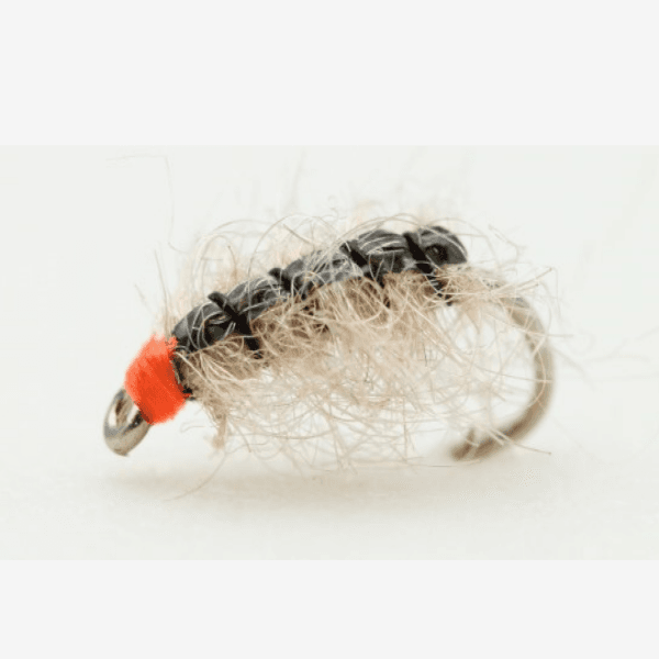 Carpet Bug image