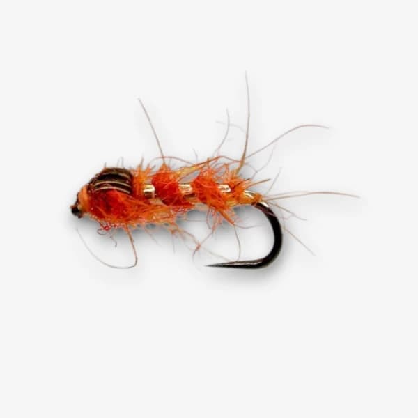 Cove's Orange Snail image
