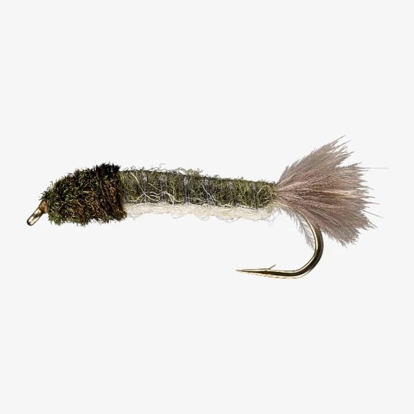 Crane Fly Larva image