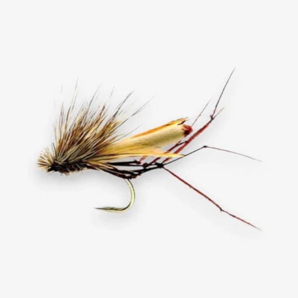 Daddy Hog Cranefly image