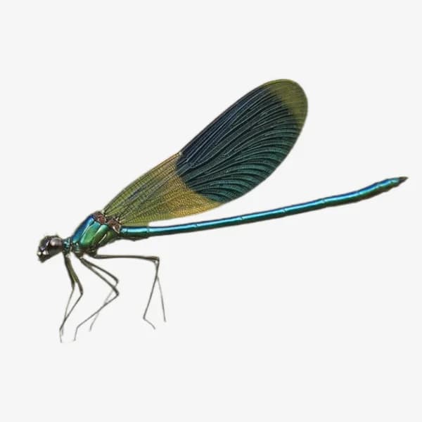 Damselfly image