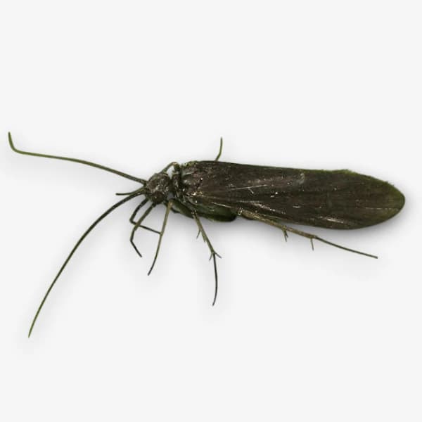 Dark Blue Sedge image