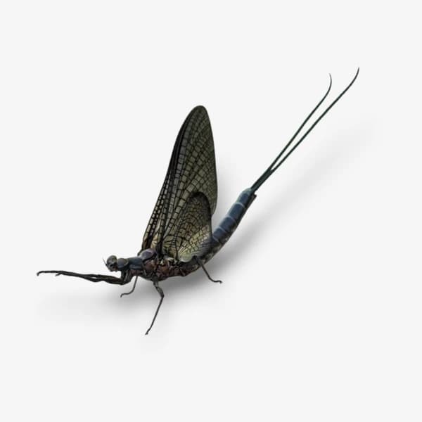 Dark Green Drake image