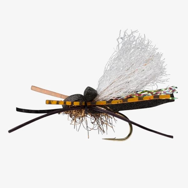 Flat Head Cicada image