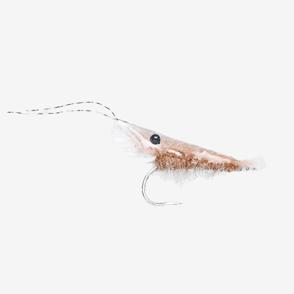 Grass Shrimp image