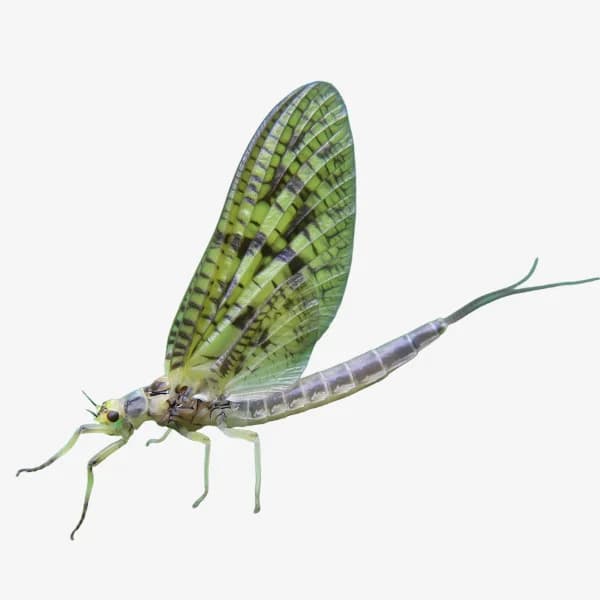 Green Drake image