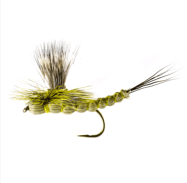 Green Drake Extended Body