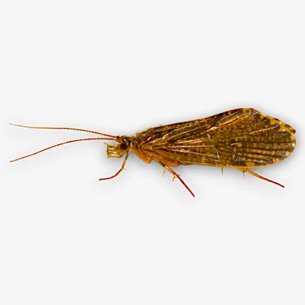 Green Sedge Caddis image