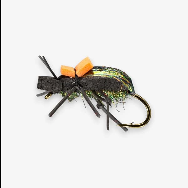 Ground Beetle image
