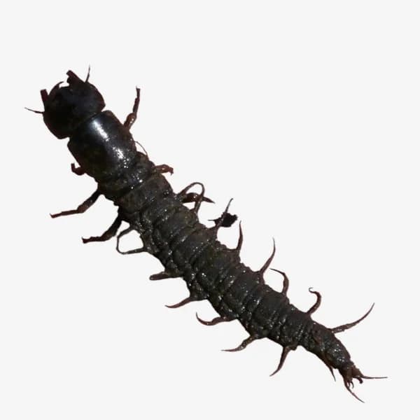 Hellgrammites image
