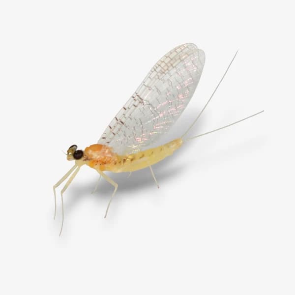 Little Yellow Quill image