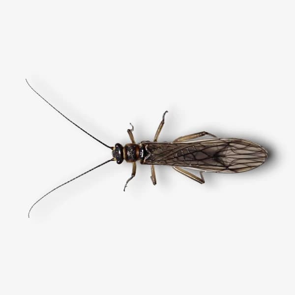 Early Brown Stonefly image