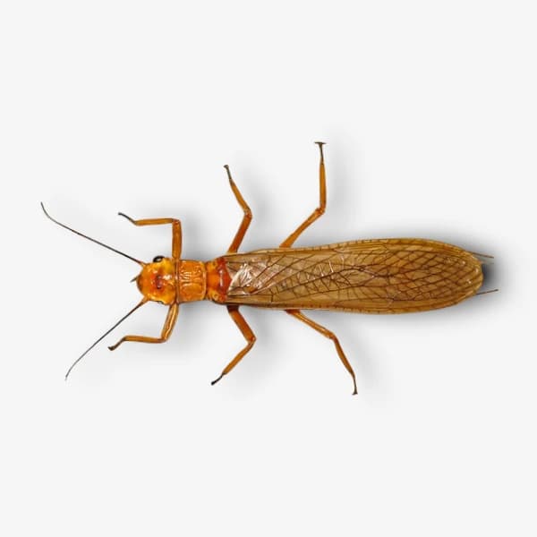 Golden Stonefly image