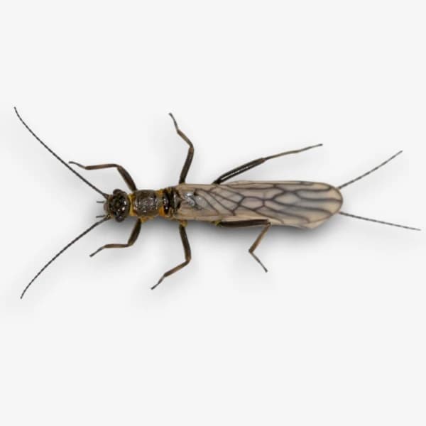 Little Black Stonefly image