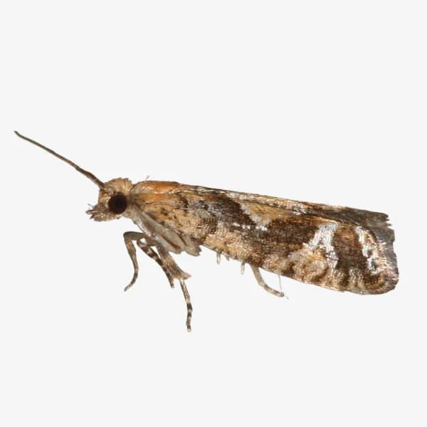 Spruce Moth image