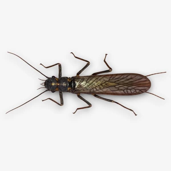 A: Stonefly Overview image