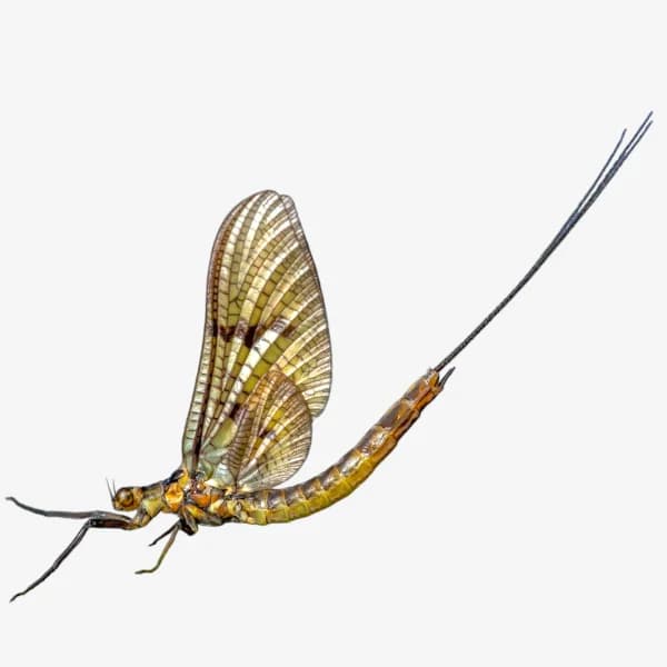 A: Mayfly Overview image