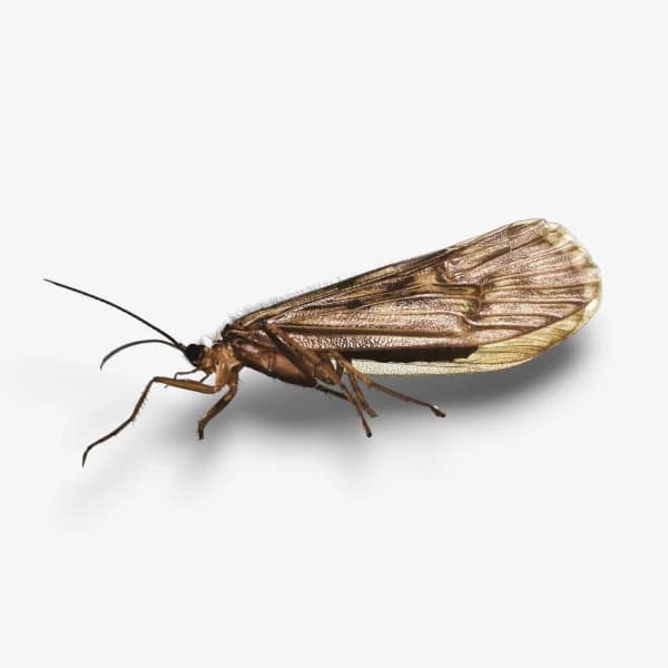 Mothers Day Caddis image