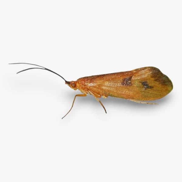 October Caddis
Fall Caddis image