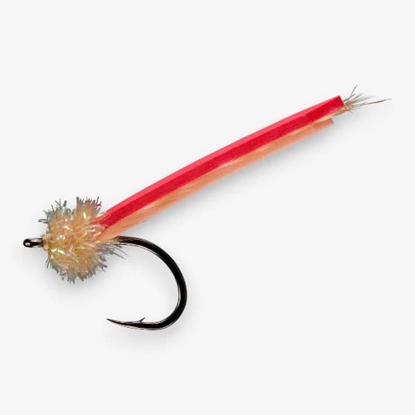 Palolo Worm image