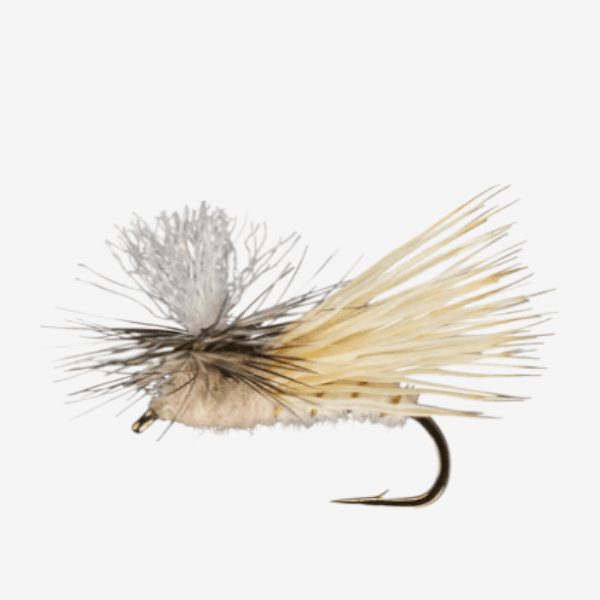 Parachute Spruce Moth image