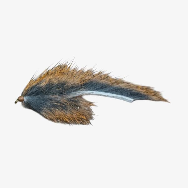 Pine Squirrel Leech image