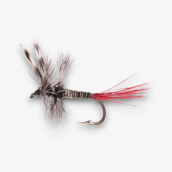 Red Tail Mosquito image