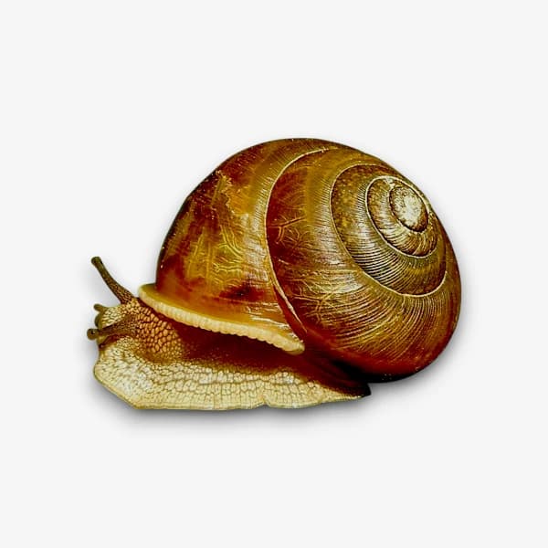 Snails image