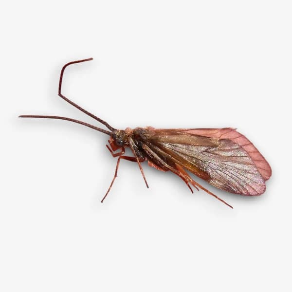 Apple Caddis image