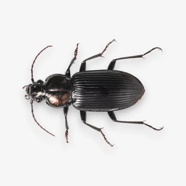 Beetle image