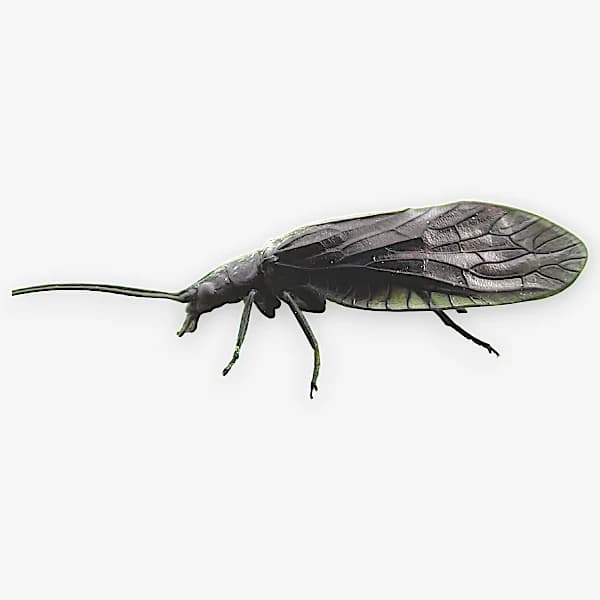 Little Black Caddis image