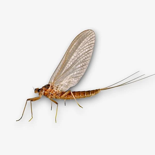 Blue Quill image