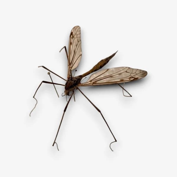Crane Fly image