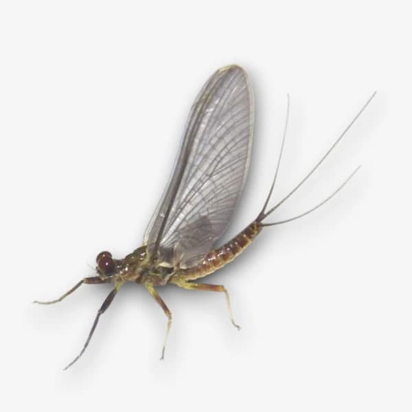 Drunella flavilinea (Flav's) image