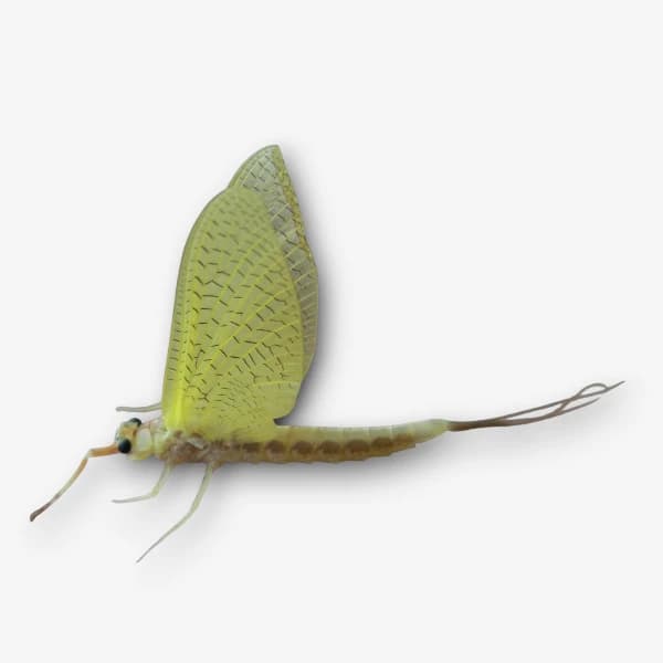 Golden Drake image